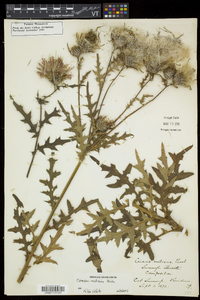 Cirsium muticum image