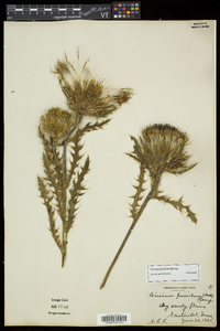 Cirsium pumilum image