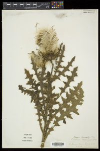 Cirsium pumilum image