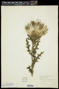 Cirsium pumilum image