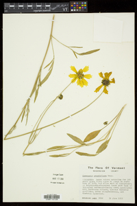 Coreopsis grandiflora image