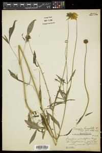 Coreopsis lanceolata image