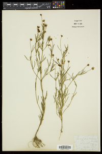 Coreopsis rosea image