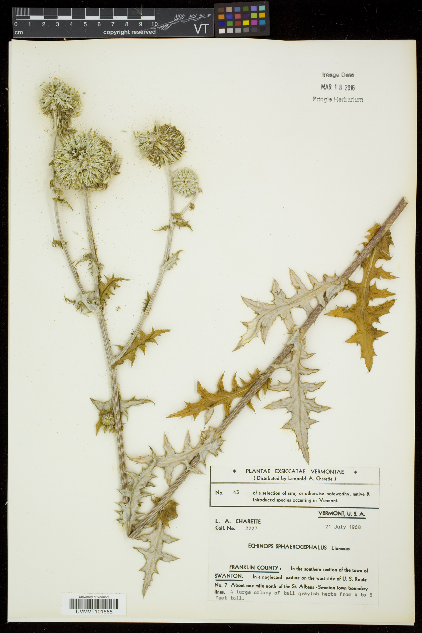 Echinops sphaerocephalus image