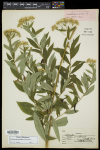 Doellingeria umbellata var. umbellata image