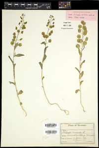 Thlaspi arvense image