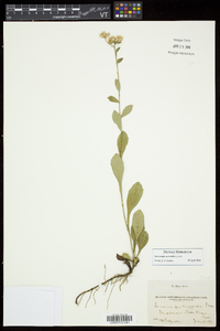 Sericocarpus asteroides image