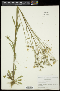 Crepis capillaris image