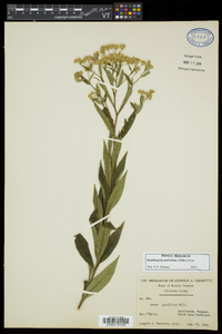 Doellingeria umbellata var. umbellata image