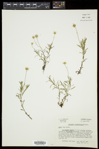 Erigeron hyssopifolius image