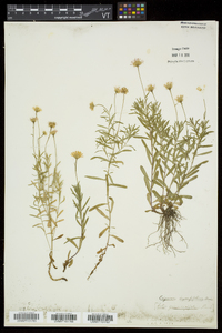 Erigeron hyssopifolius image