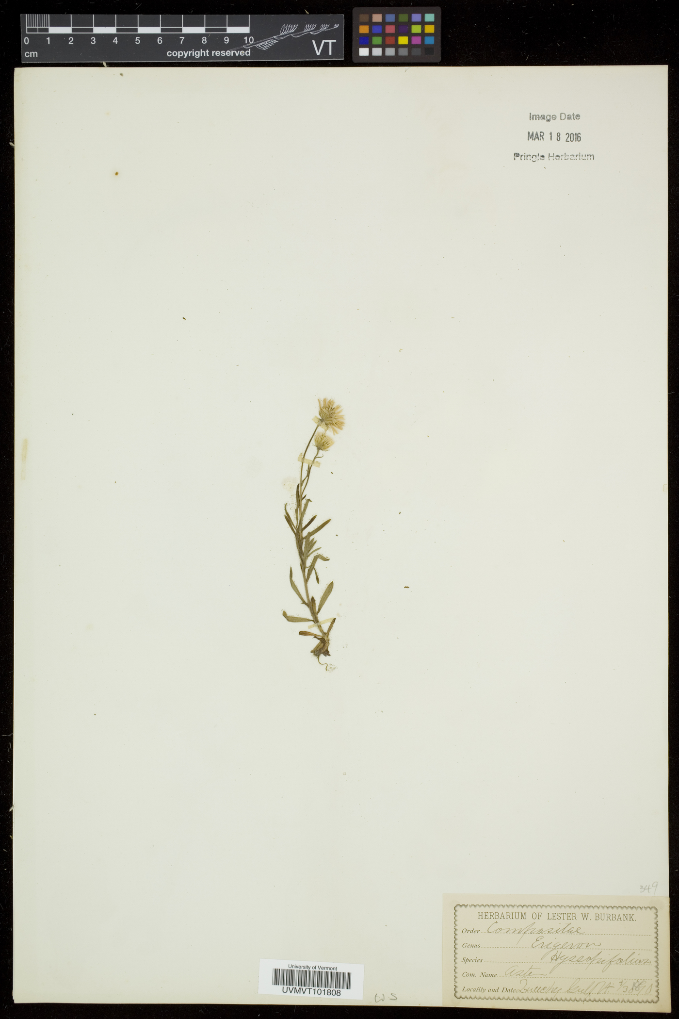 Erigeron hyssopifolius image