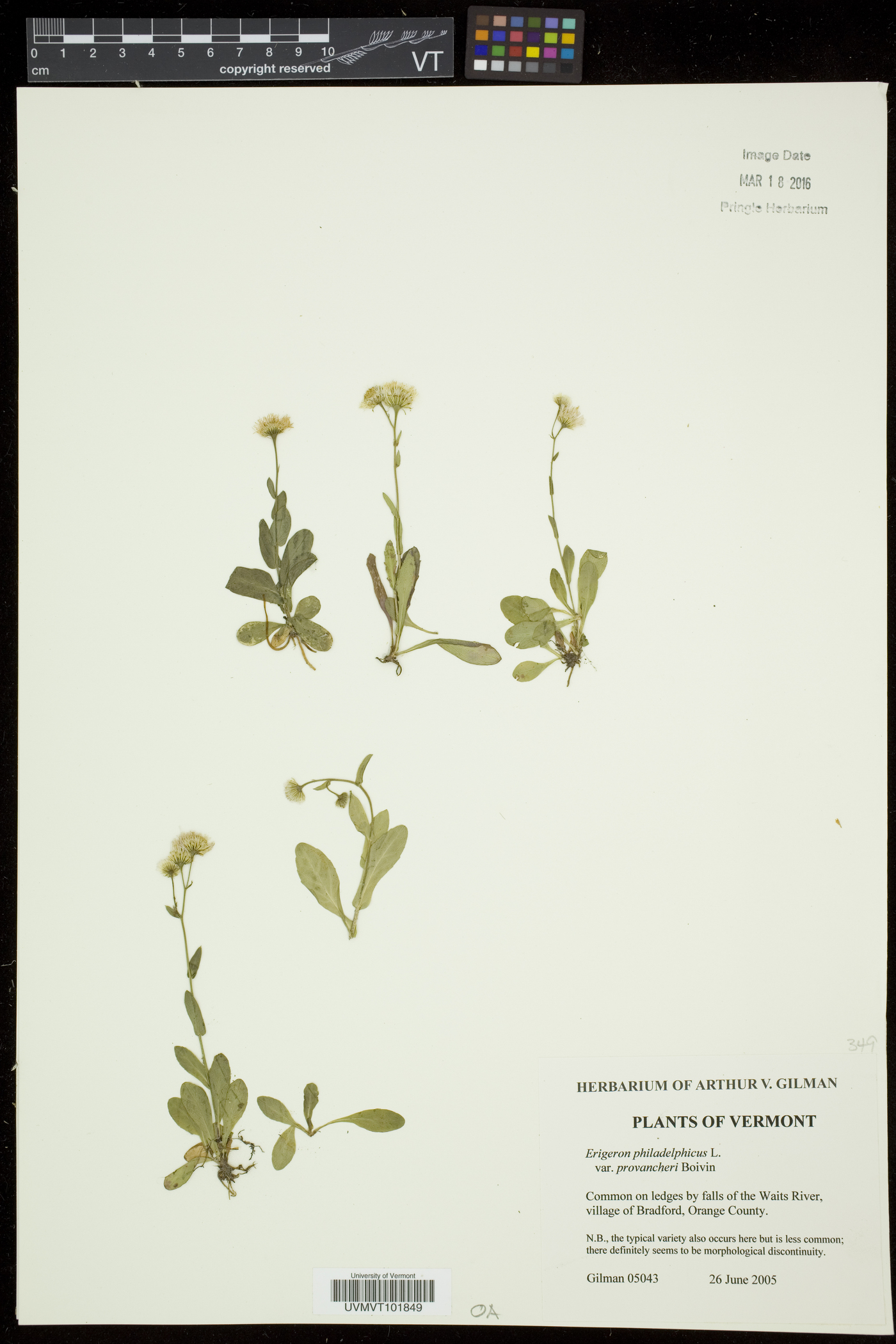 Erigeron philadelphicus var. provancheri image