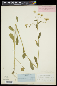 Erigeron strigosus var. septentrionalis image