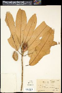 Myristica fragrans image