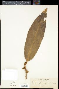 Myristica fatua image