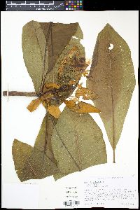 Magnolia tripetala image