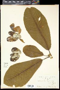 Magnolia obovata image