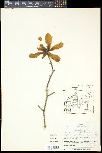 Magnolia kobus image