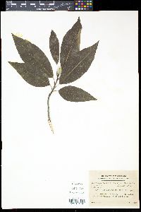 Magnolia salicifolia image