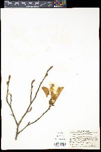Magnolia salicifolia image