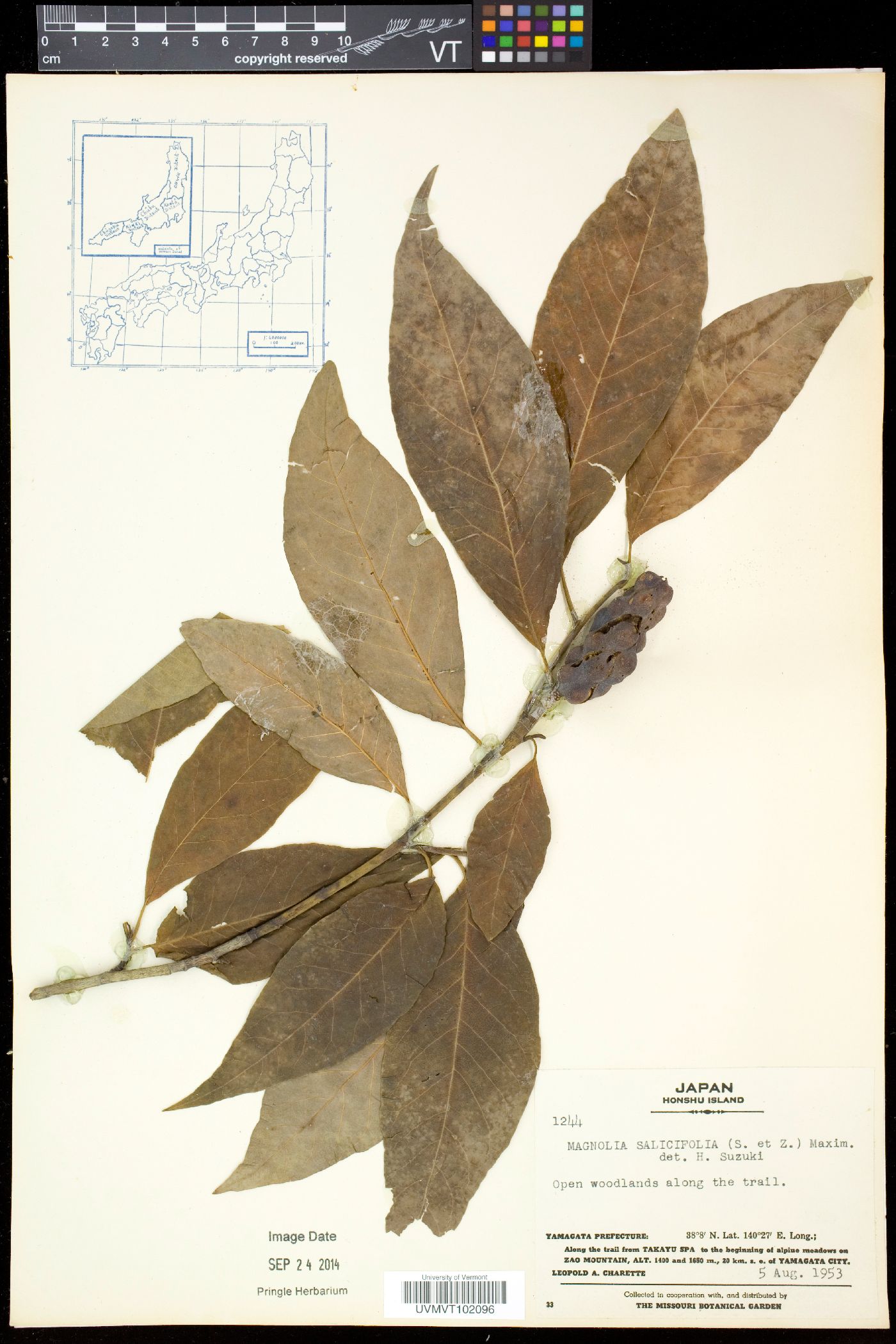 Magnolia salicifolia image
