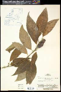 Magnolia salicifolia image