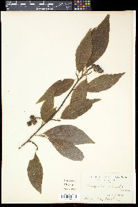 Magnolia salicifolia image