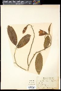 Media resource of Magnolia cathcartii