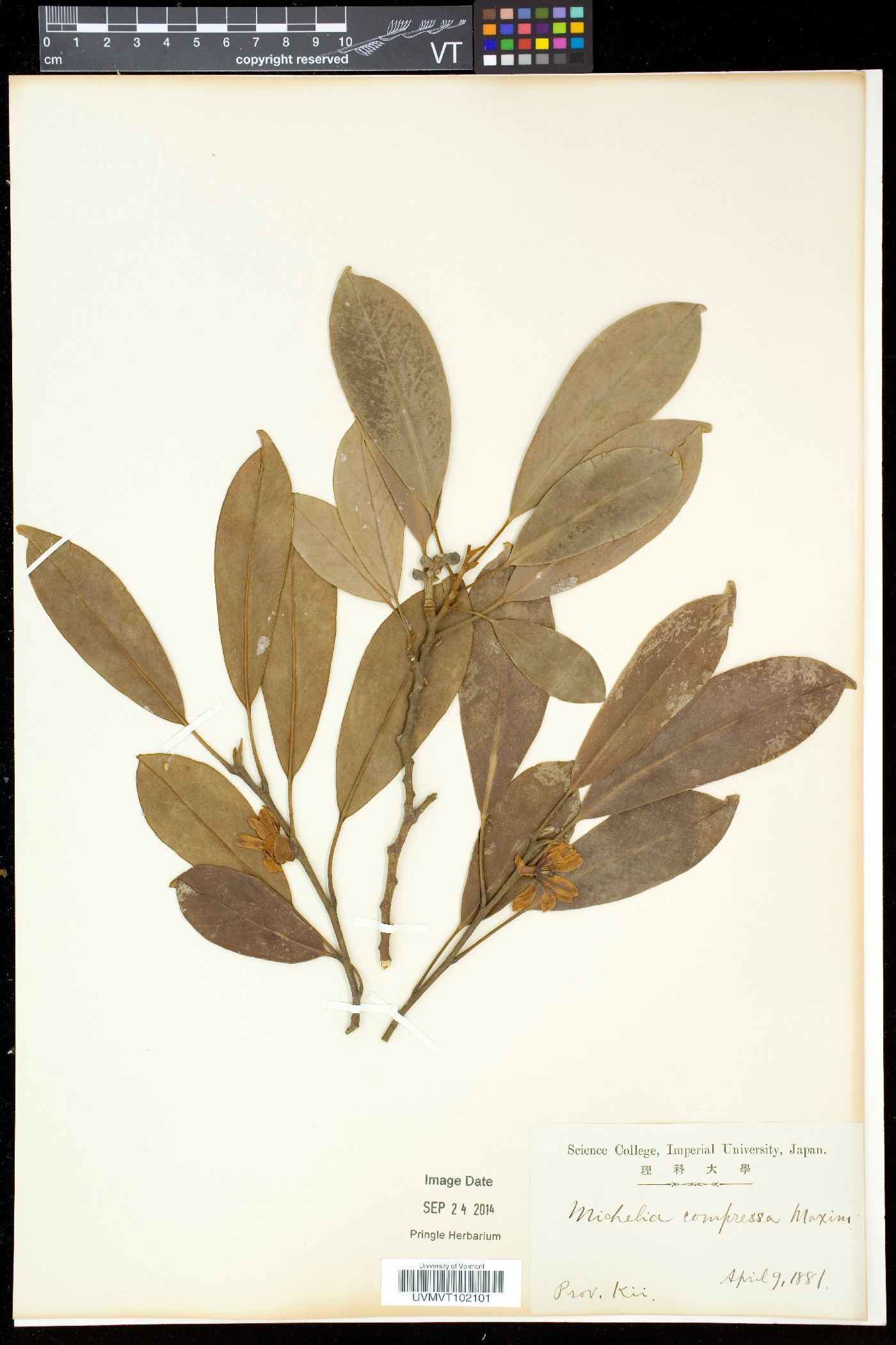 Magnolia compressa image