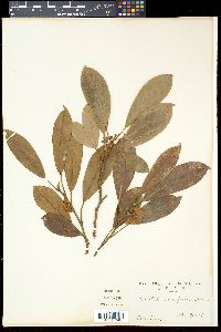 Magnolia compressa image