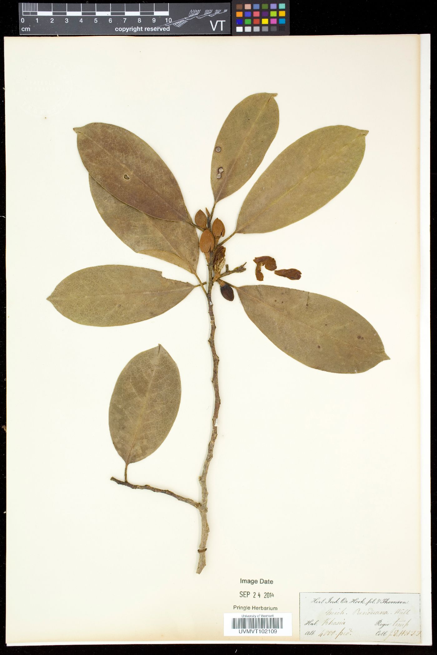 Magnolia punduana image