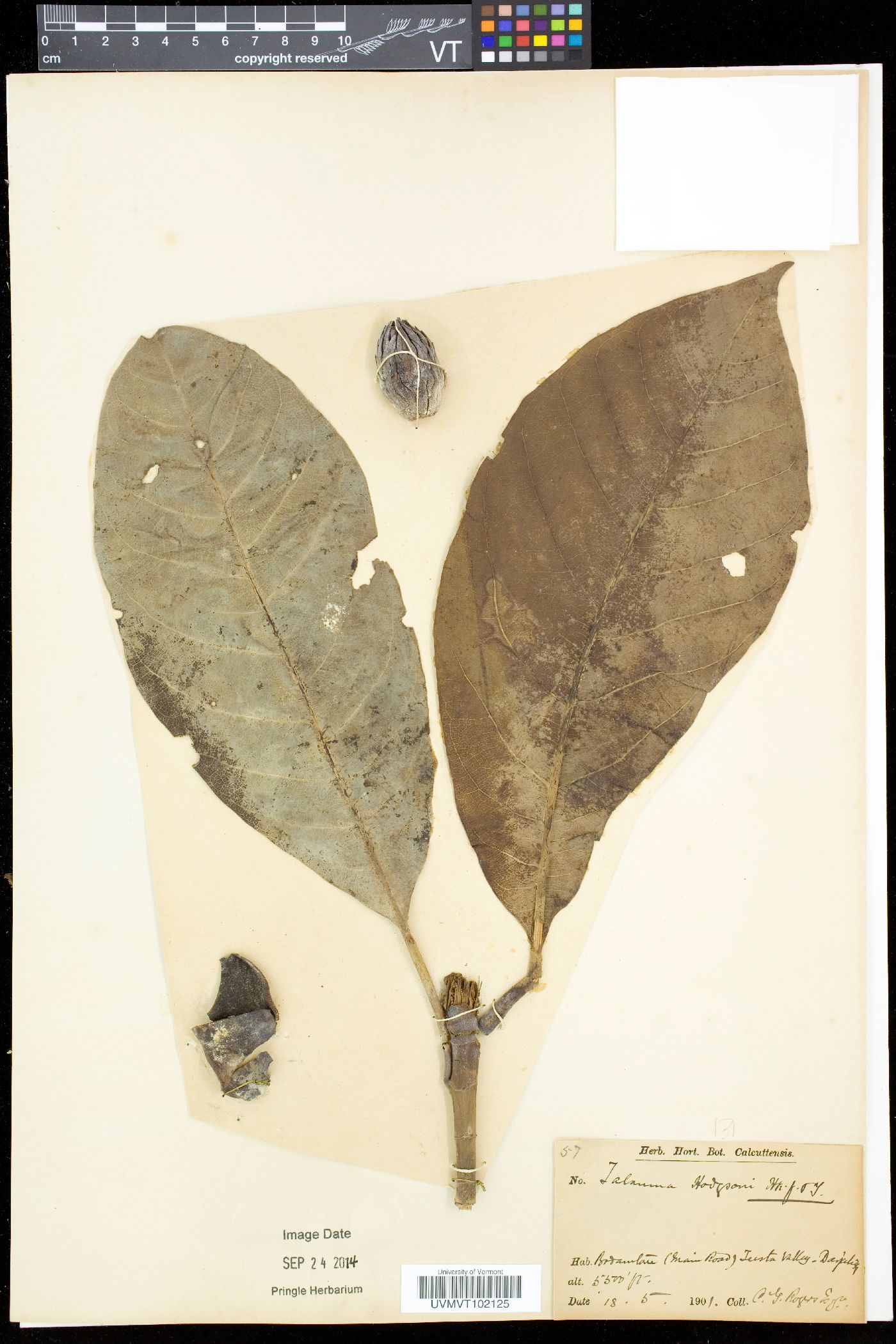 Talauma hodgsonii image