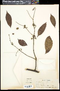 Artabotrys suaveolens image