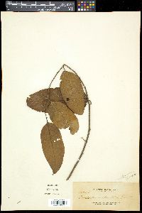 Cananga odorata image