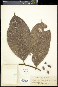Media resource of Drepananthus apoensis