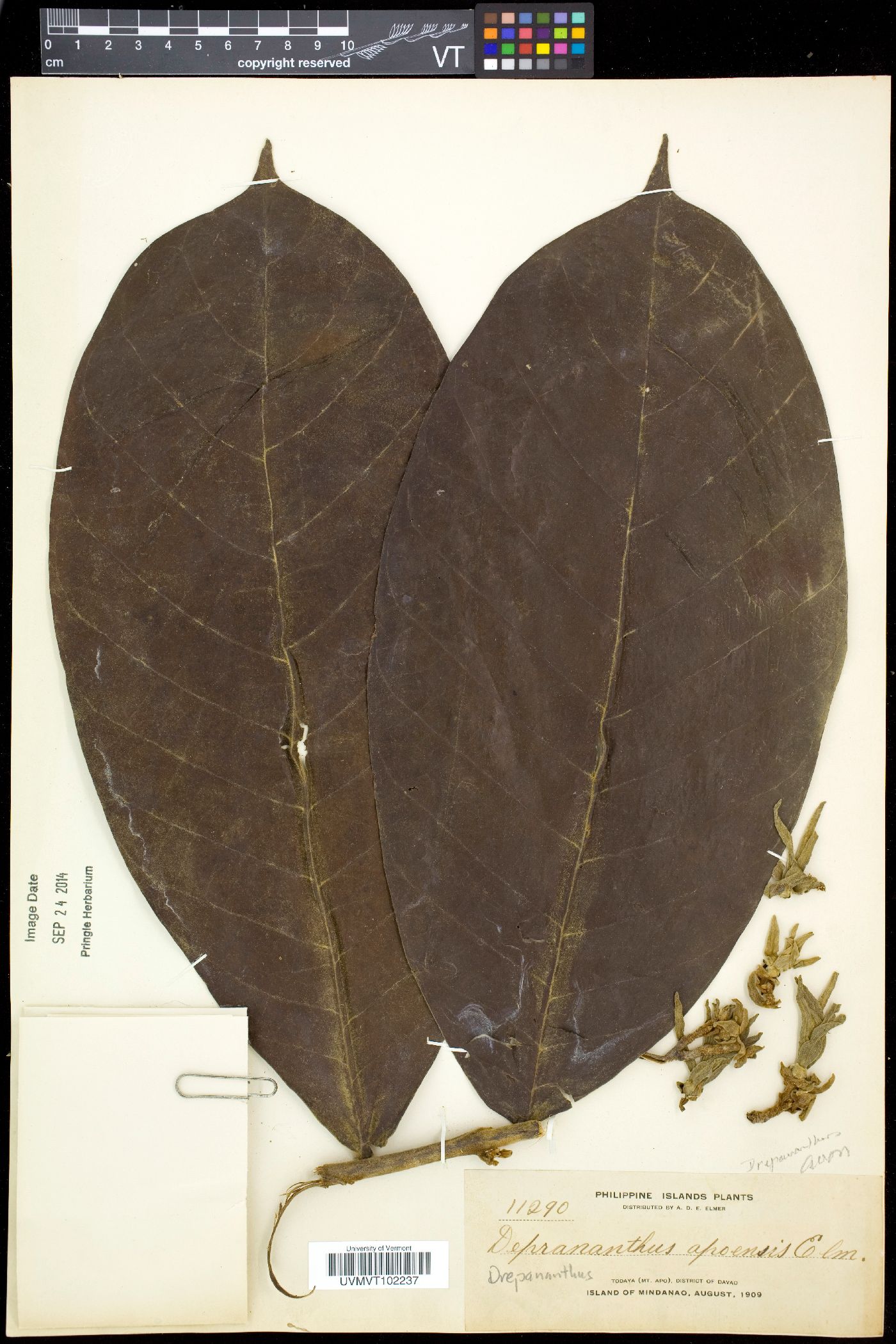 Drepananthus apoensis image