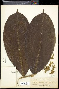 Drepananthus apoensis image