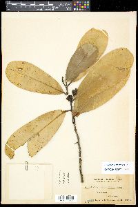 Media resource of Goniothalamus obtusifolius