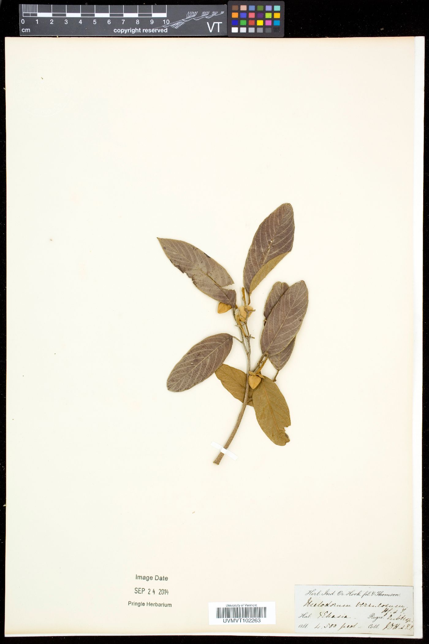 Melodorum image