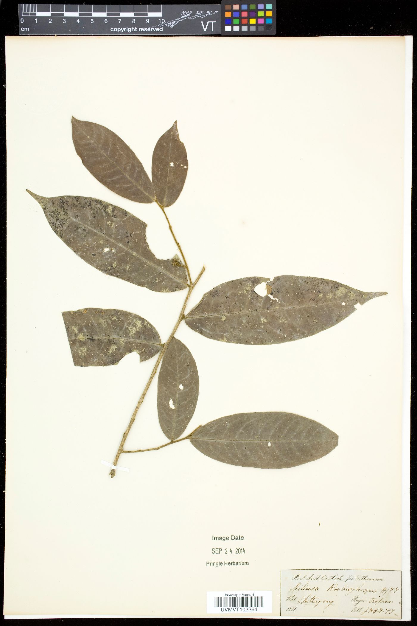 Miliusa roxburghiana image