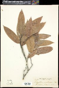 Media resource of Haplostichanthus lanceolata