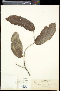 Uvaria grandiflora image