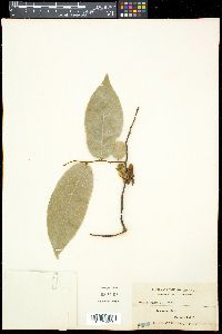 Uvaria rufa image