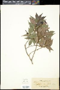 Media resource of Xylopia densifolia