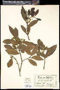 Image Associated With the Occurence