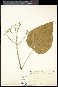 Media resource of Hernandia peltata
