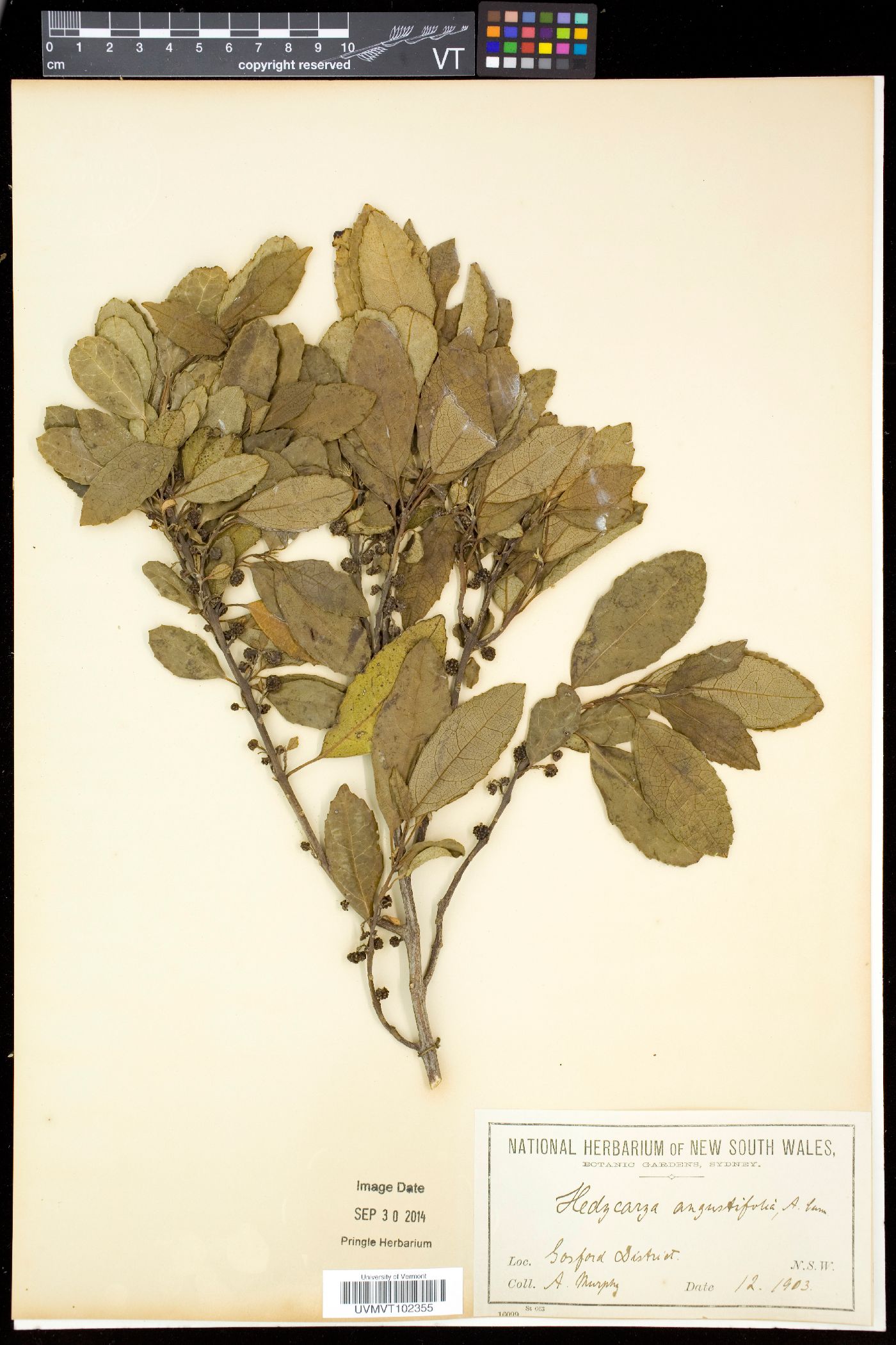 Hedycarya image
