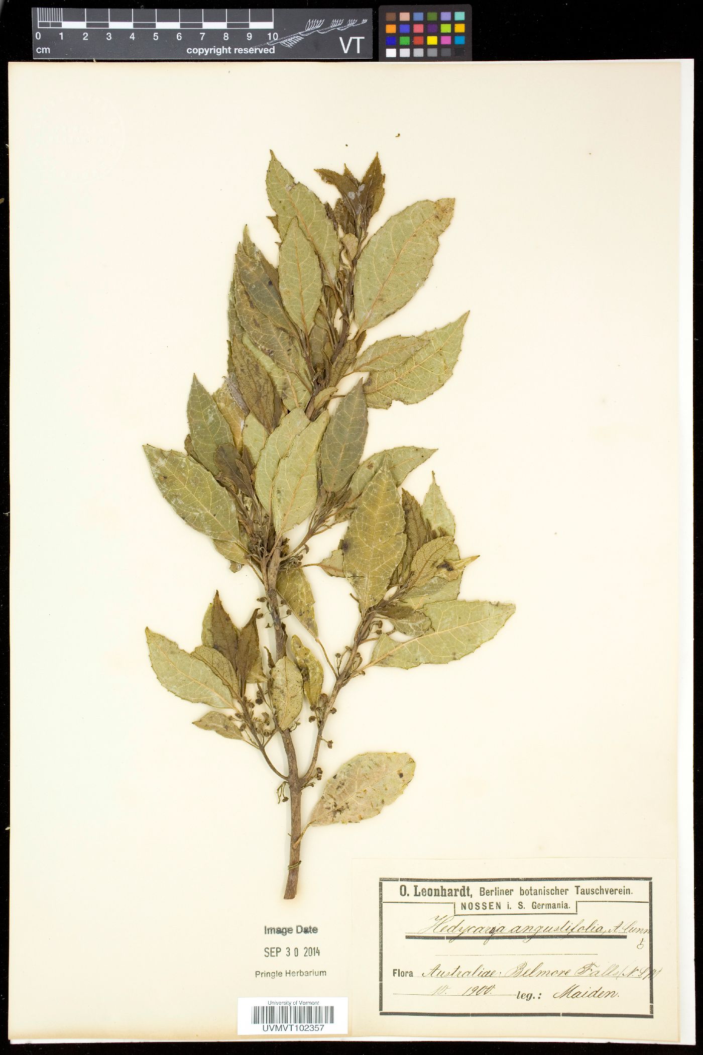 Hedycarya image