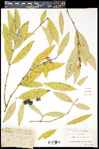 Media resource of Kibara macrophylla